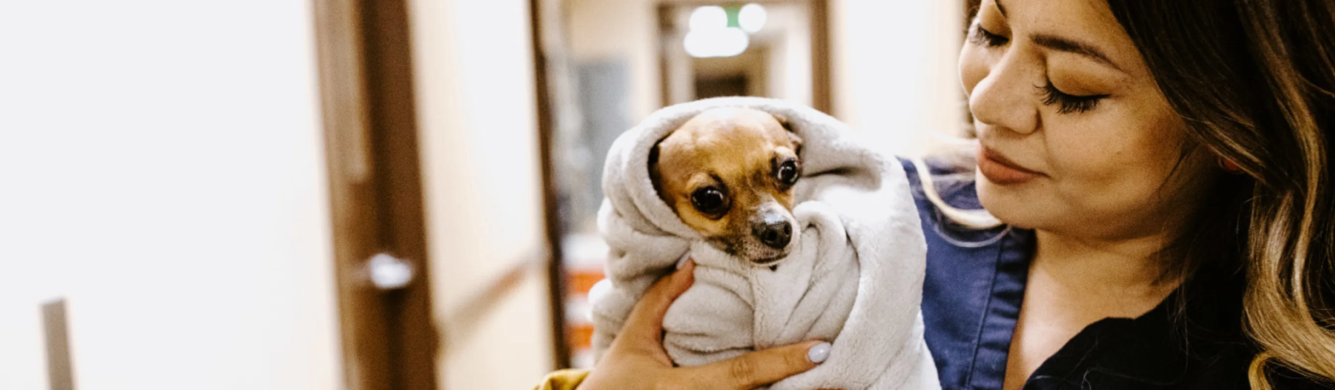 Staff holding dog in blanket at Overland Veterinary Clinic